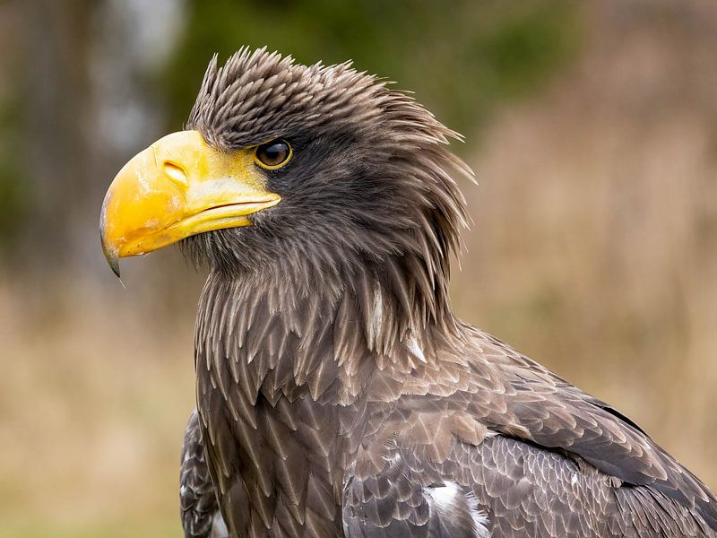 Portrait of the giant eagle by Manuel Weiter