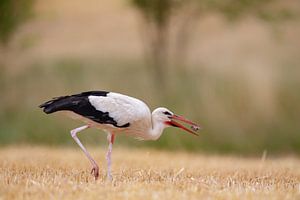 Weißstorch (Ciconia ciconia)