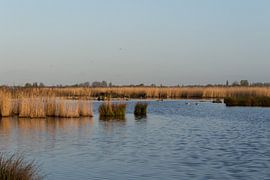 Eilandjes Nieuwkoopse plassen