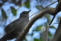 oiseau
