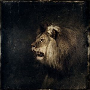 Lion sur Dirk Wüstenhagen