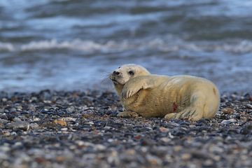 Grijze Zeehond Brul Helgoland Eiland Duitsland van Frank Fichtmüller