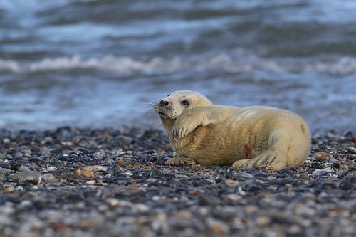 Grijze Zeehond Brul Helgoland Eiland Duitsland