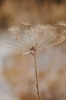 Winterbloem natuur