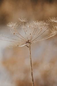 Winter flower nature