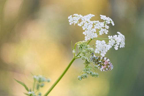 Vlinder: Oranjetipje (Anthocharis cardamines) hangend aan fluitenkruid