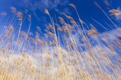 Golden yellow reed culms against a Dutch overcast sky. One2expose Wout Kok Photography. 