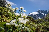 Mount Cook Lilies an der Milford Road, Neuseeland von Christian Müringer Miniaturansicht