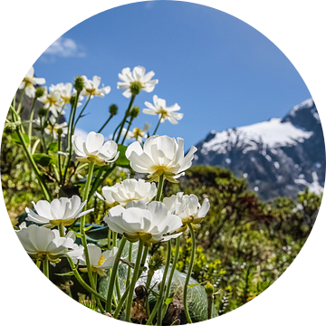 Mount Cook Lelies op de Milford Road, Nieuw Zeeland
