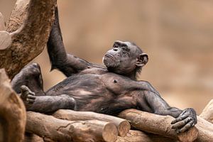 Chimpansee liggend op een platform en rustend