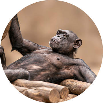 Chimpansee liggend op een platform en rustend van Mario Plechaty Photography