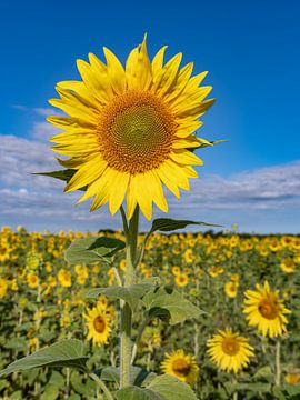 Die Sonnenblumenfelder in der Provence sind sehr, sehr schön, die Sonnenblumenfelder in der Provence von Hillebrand Breuker