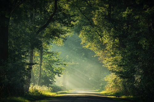 Welcome into the light