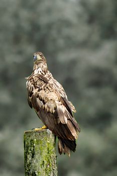 An alert, young white-tailed eagle keeps a close watch on its surroundings.