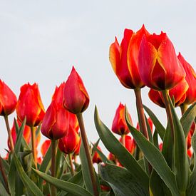 Tulipes rouges sur Monique Hassink