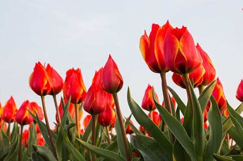 Rote Tulpen
