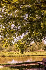 Lage Bergse Bos - Landscape no. 3