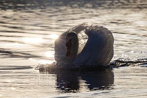 Schwan im Gegenlicht