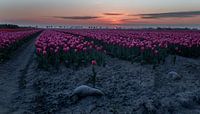 Tulpen en zonsondergang
