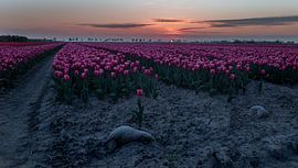 Tulpen und Sonnenuntergang von Claudia De Vries