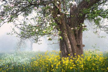 The old apple tree