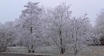 Winterbomen