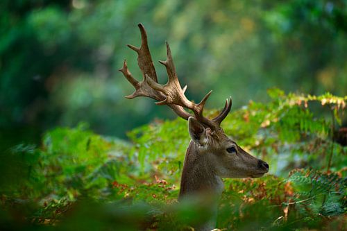 Portrait of a Fallow deer in the dunes near de Zilk
