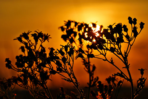 Zonvlam – Silhouet in Goudlicht