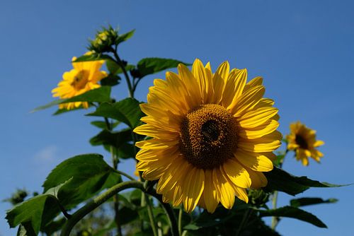 Zonnebloemen