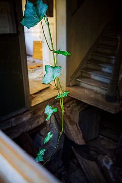 Green Hope – Nature Thrives in Decay by InfiniteArtLabs