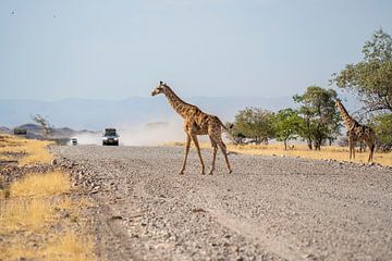 Giraffe loopt over de weg in Namibië, Afrika van Patrick Groß