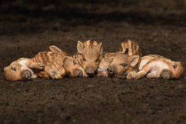 junges Wildschwein von Nienke Bot