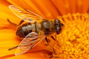 hoverfly in a flower