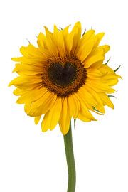 Fresh yellow sunflower with a heart-shaped heart