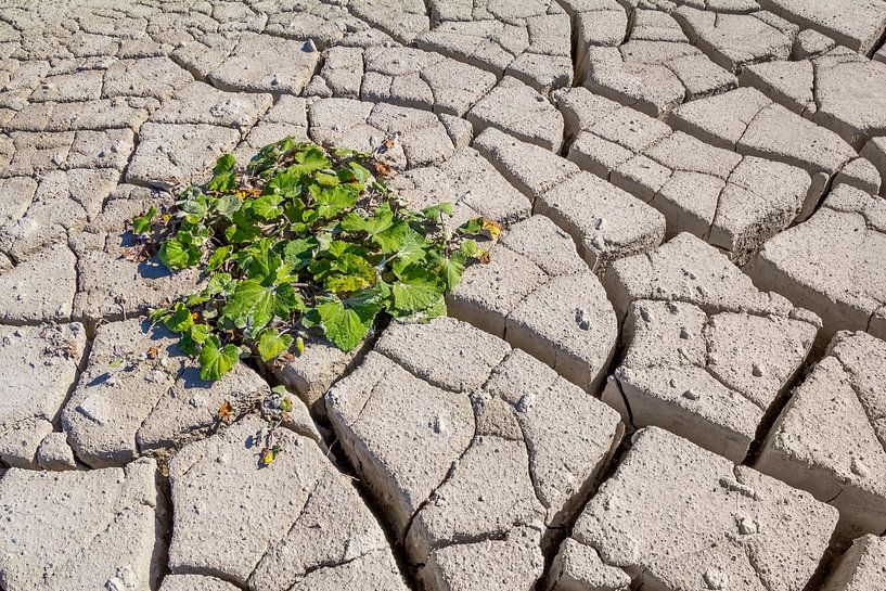 Plant op droge grond van Achim Prill