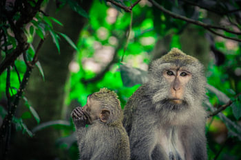 Intimacy amongst the leaves – macaques in Ubud