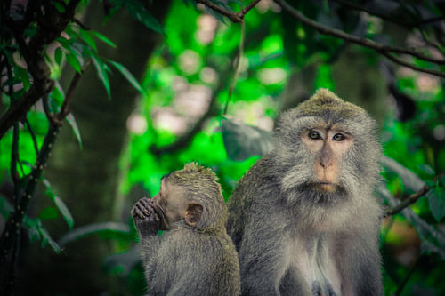 Nähe unter Blättern – Makaken in Ubud