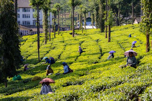 Teeplantagen in Munnar, Kerala (Indien)