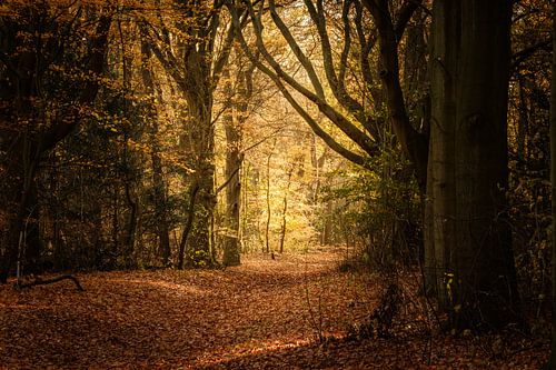Bos in herfstkleuren