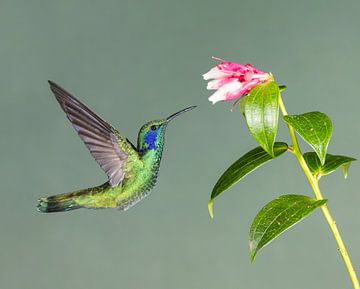 Hummingbird Lesser violetear in Costa Rica by Rob Kempers