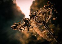 Plant in the sun in a web
