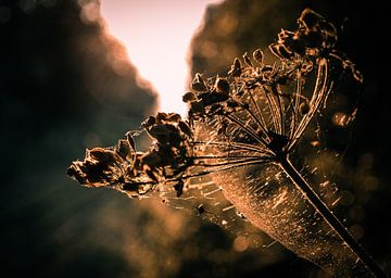 Plant in de zon in een web van Tim Breeschooten