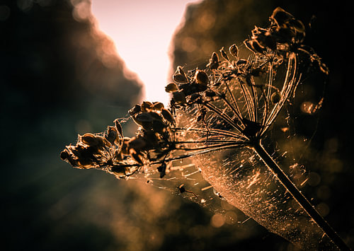 Pflanze in der Sonne in einem Netz