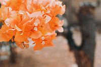 im Garten