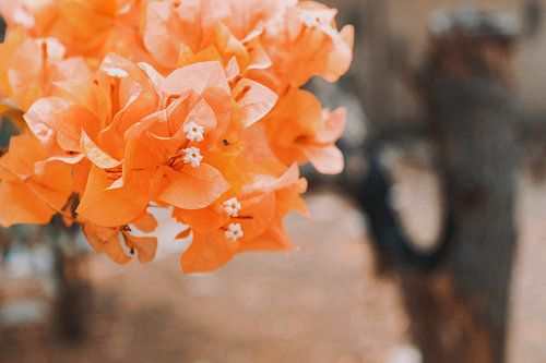 dans le jardin