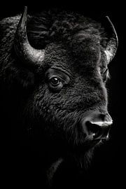 Bison von Poster Art Shop