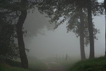 Matinée brumeuse dans la forêt. sur René Jonkhout