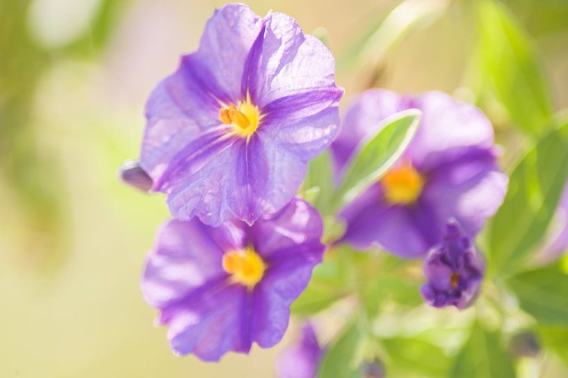 Purple flower by Stefanie de Boer