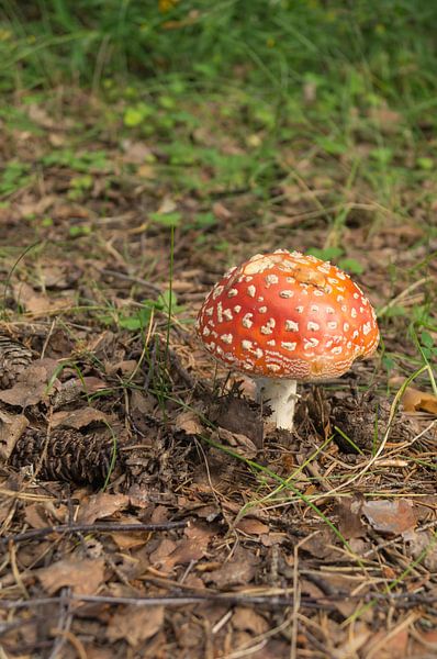 Paddestoel by Andrea Ooms