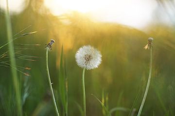 Paardenbloem in de ondergaande zon